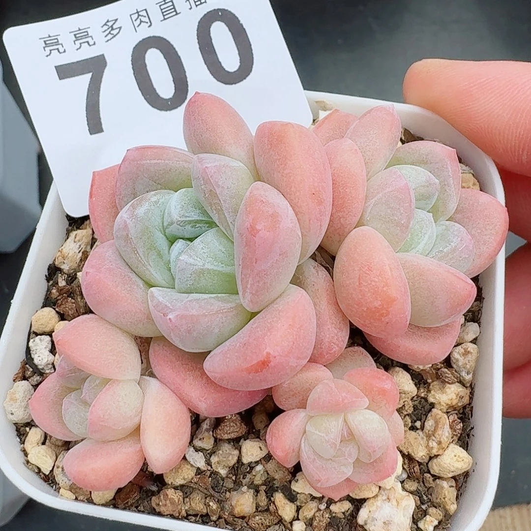 粉糖心冰玉            精美多肉植物