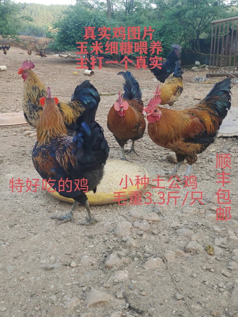 粮食喂养8个月跑山土公鸡顺丰冰鲜到家