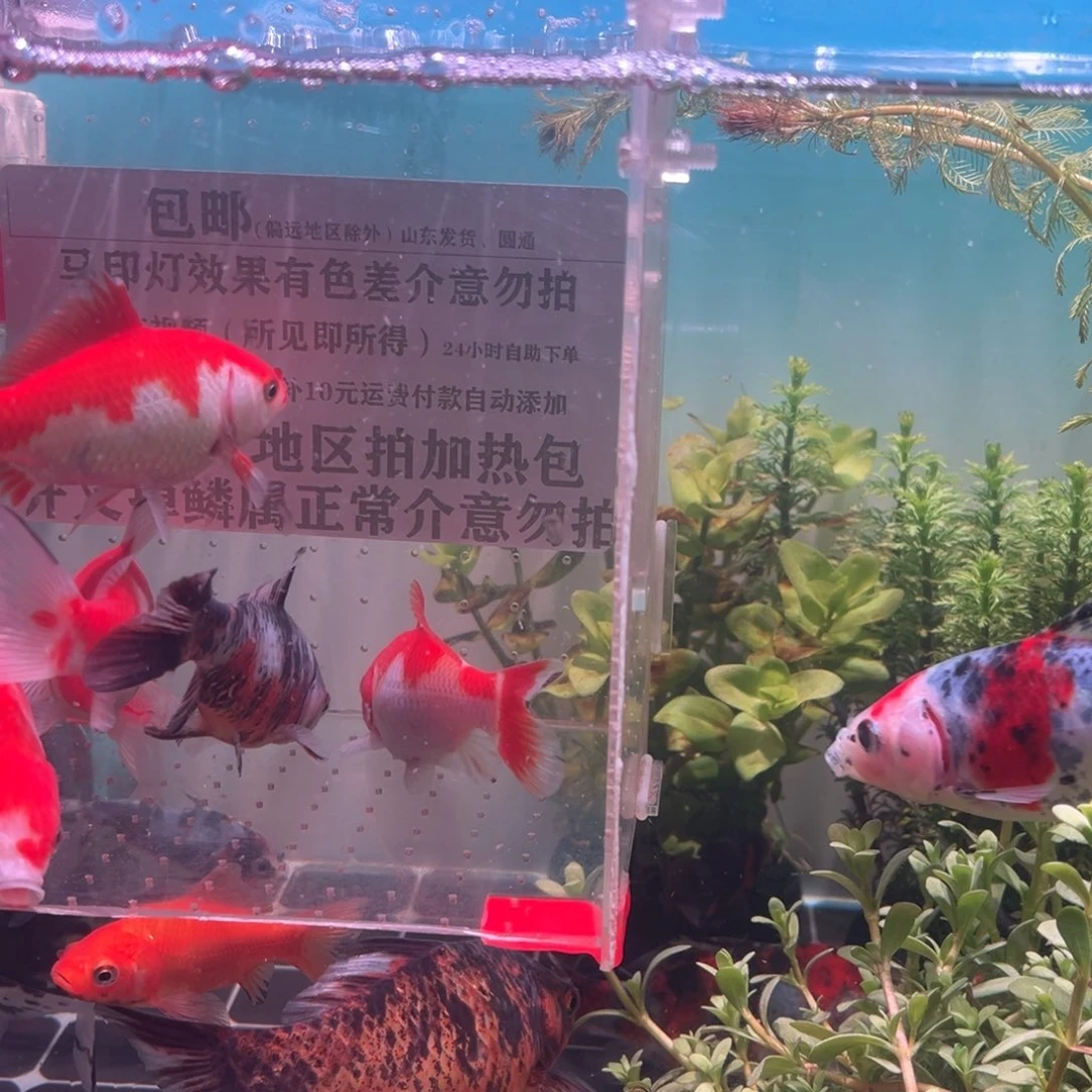 海水鱼抖音91年的时候我