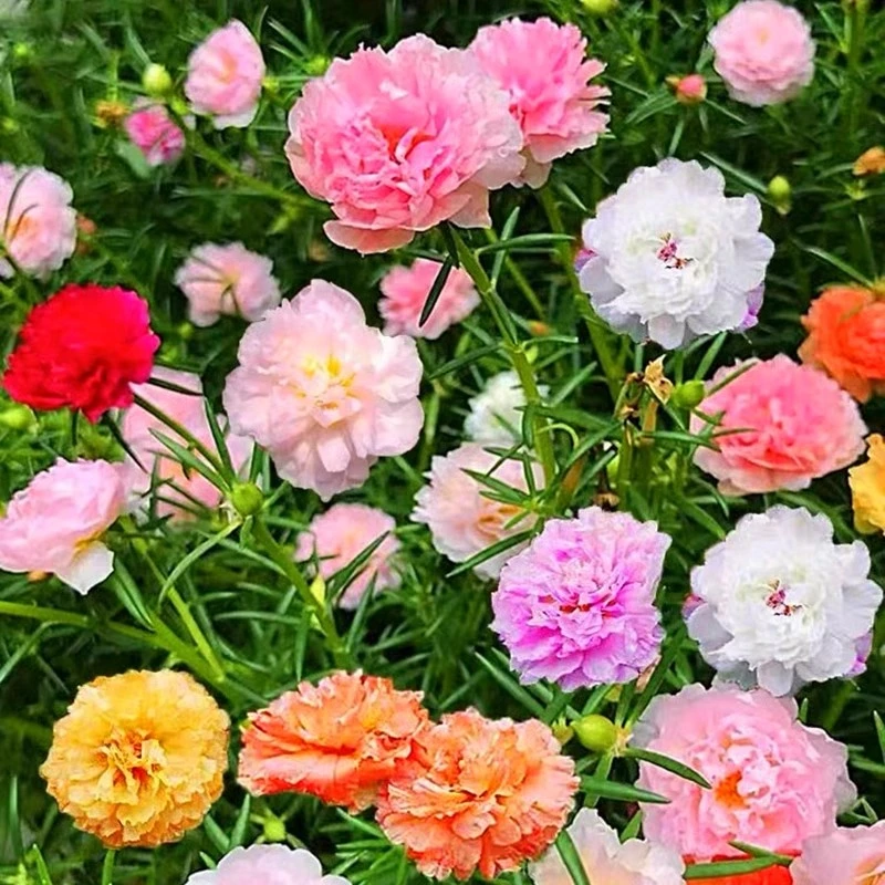 【10000粒太阳花种子】混色7色重瓣太阳花易活易种阳台庭院四季好养