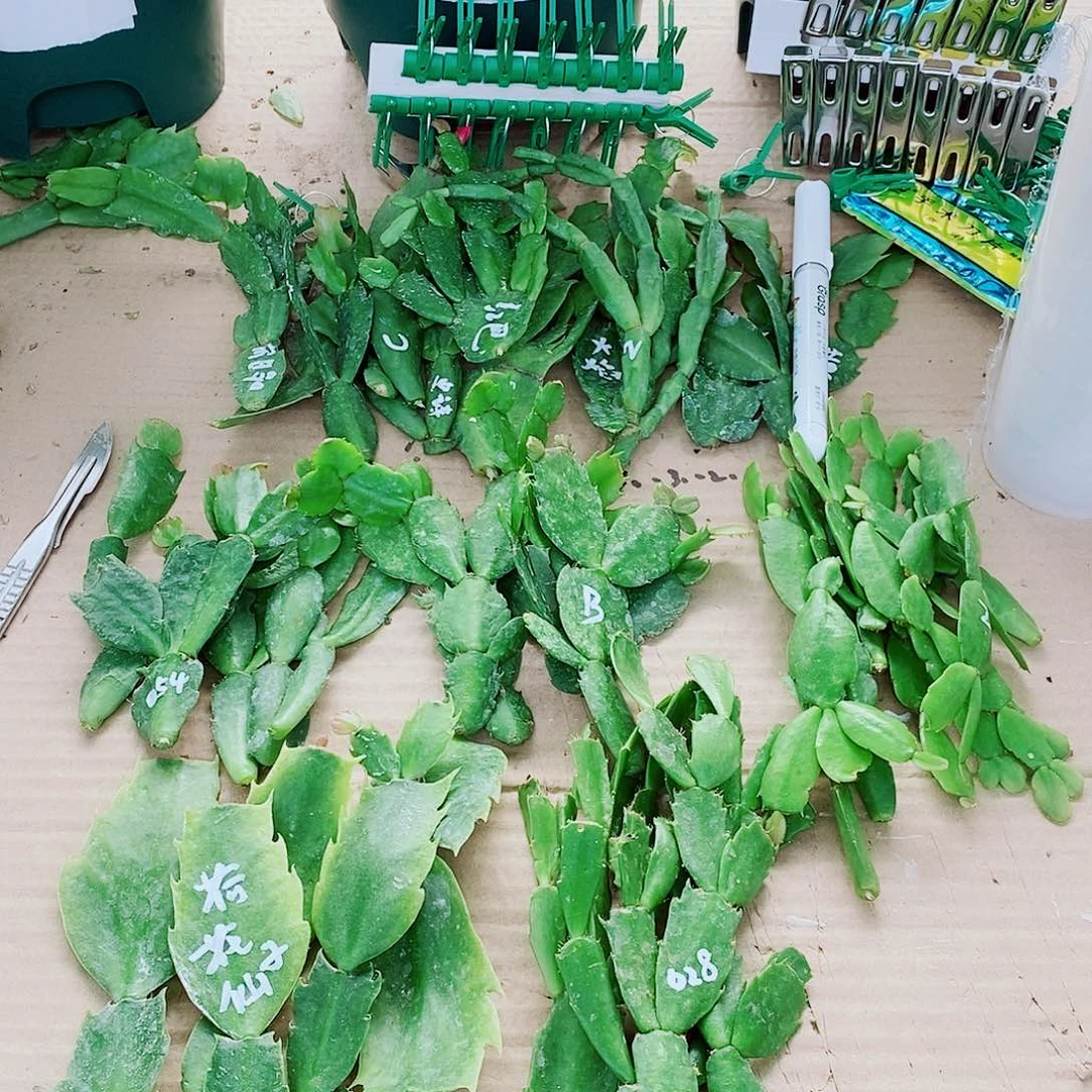 每***点无花朵叶片福利一物一拍