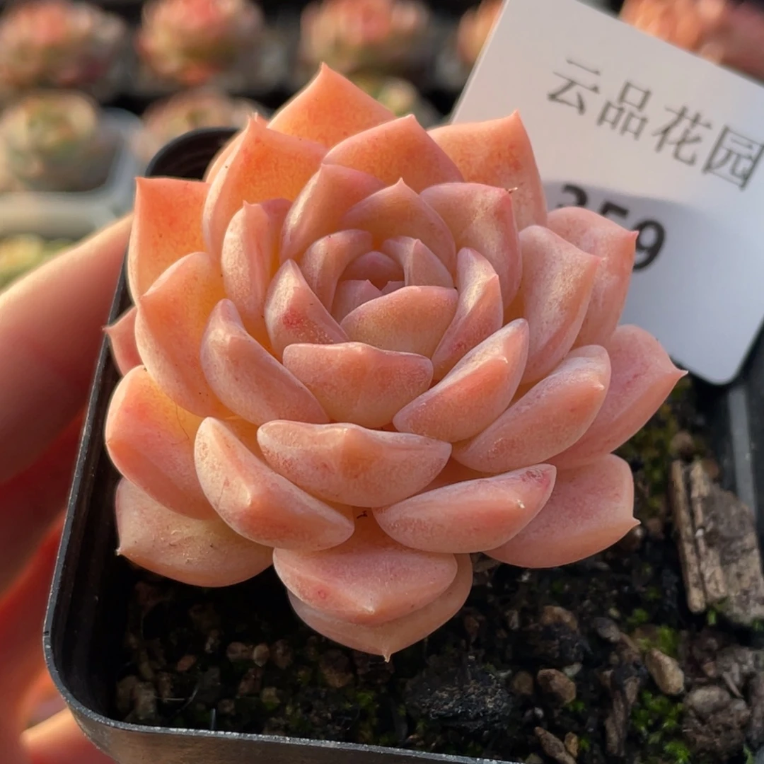 359号糖心冰心珍妮