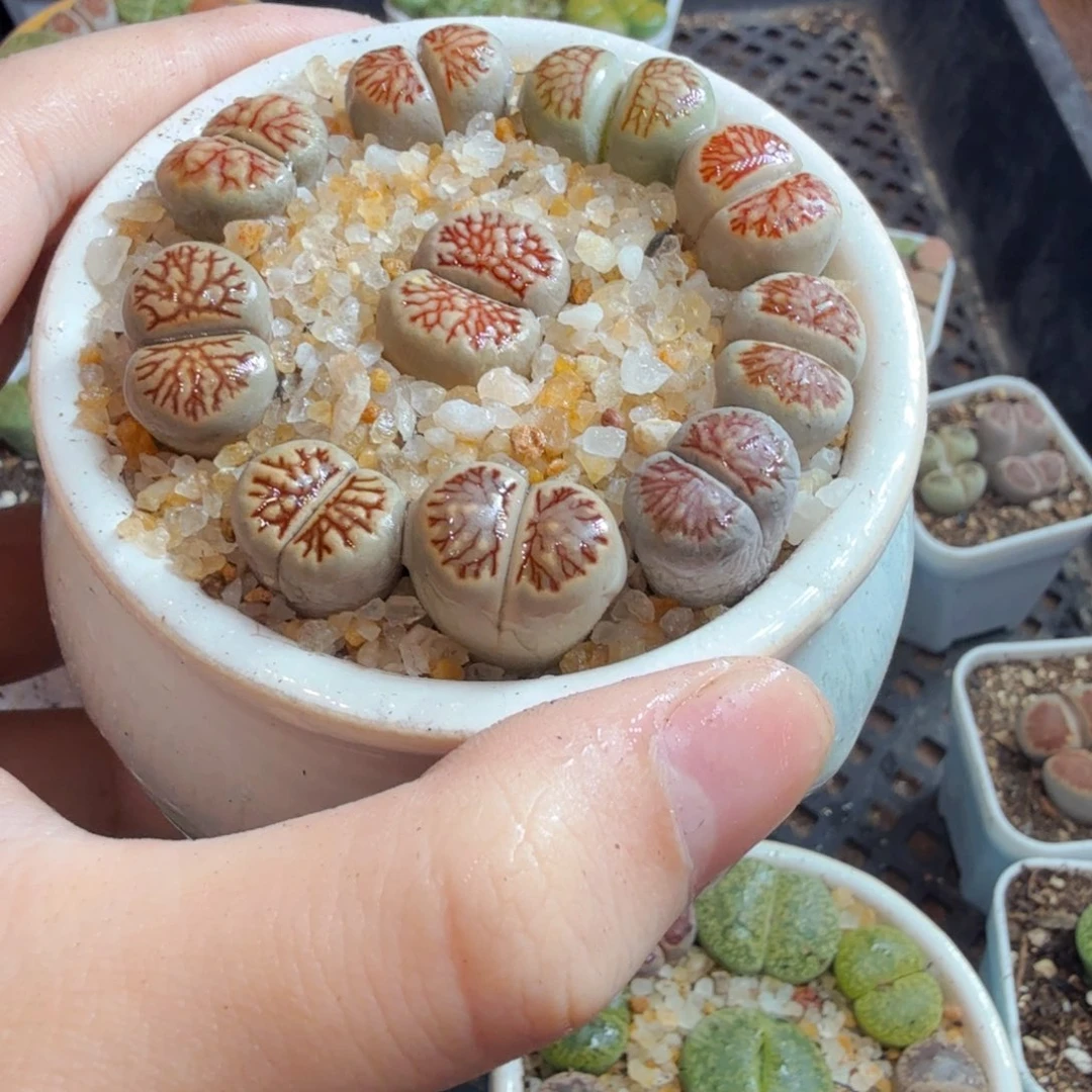 多肉植物的生长发育和生长755