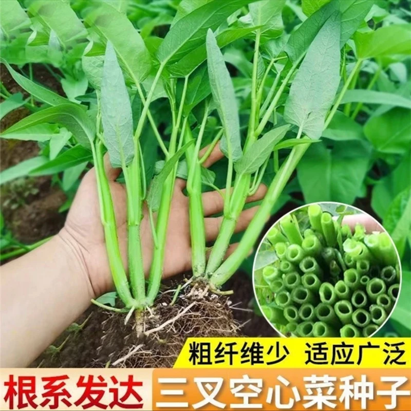 （拍2发3）三叉空心菜种籽通心菜种子四季高产易种阳台盆栽蔬菜种籽