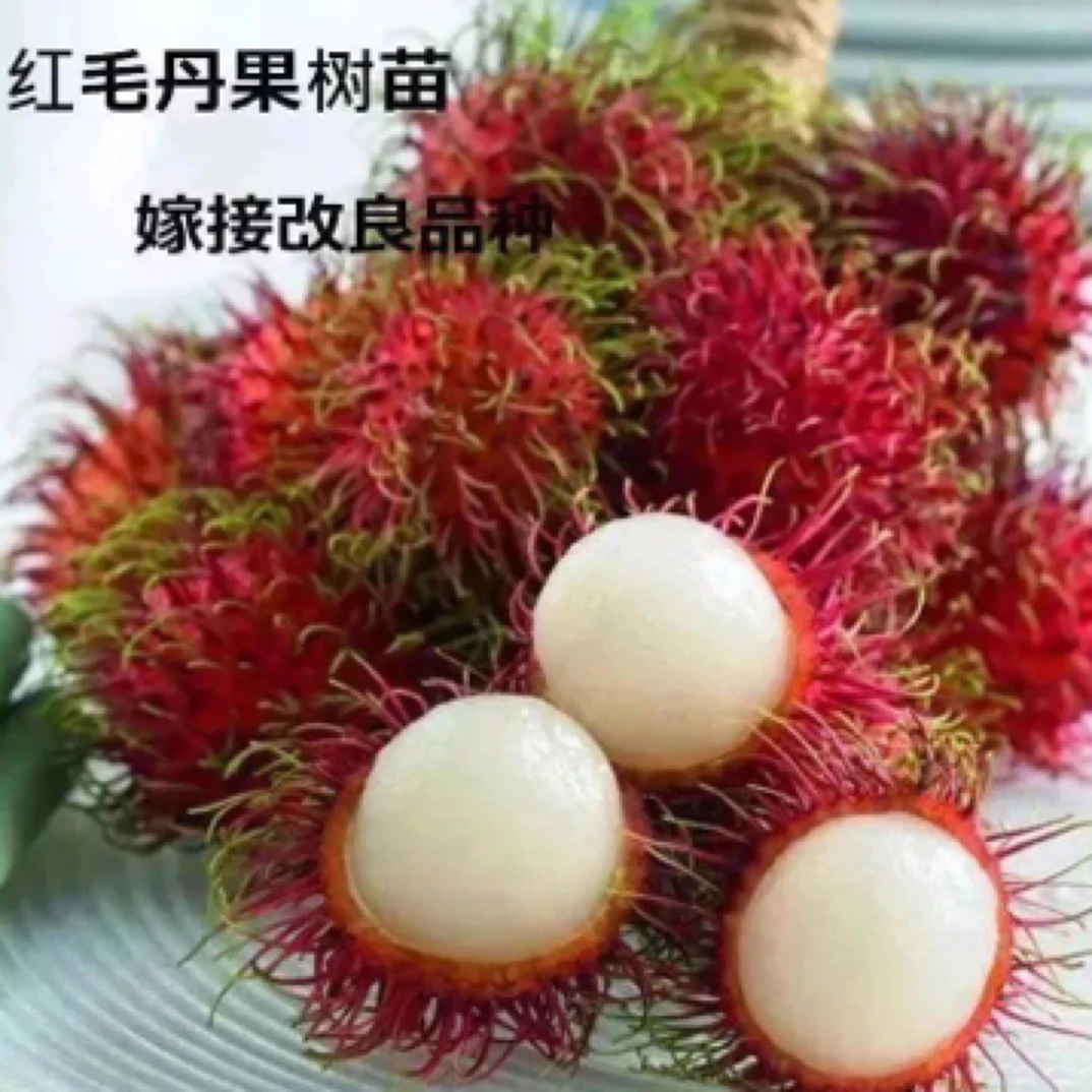 新品红毛丹树苗南方种植当年结果毛荔枝苗地盆栽
