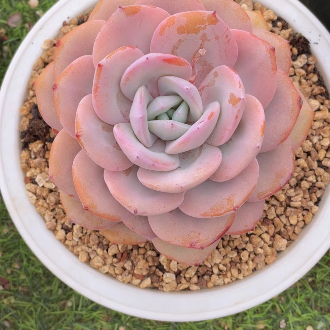 M**朱6666667777777777777