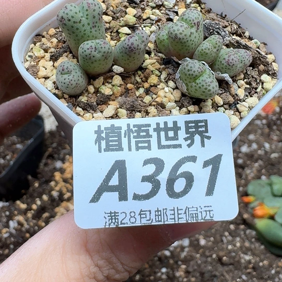 多肉植物的人生rfh