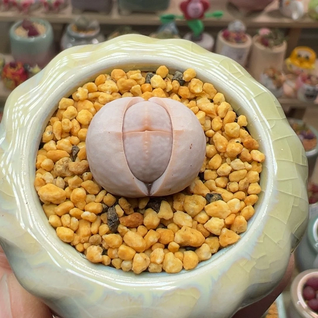 多肉植物62号高尔夫