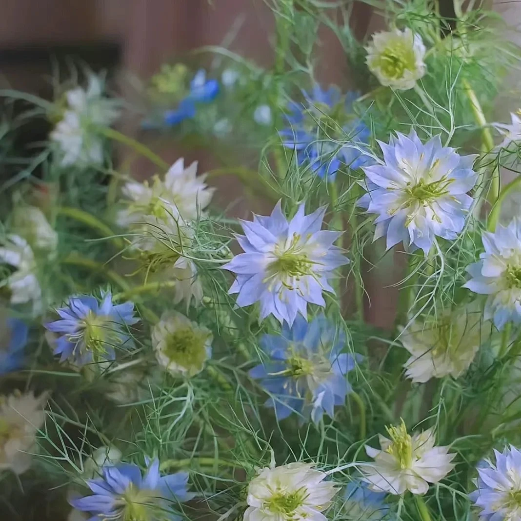 婵之语优选  随机色黑种草鲜切花
