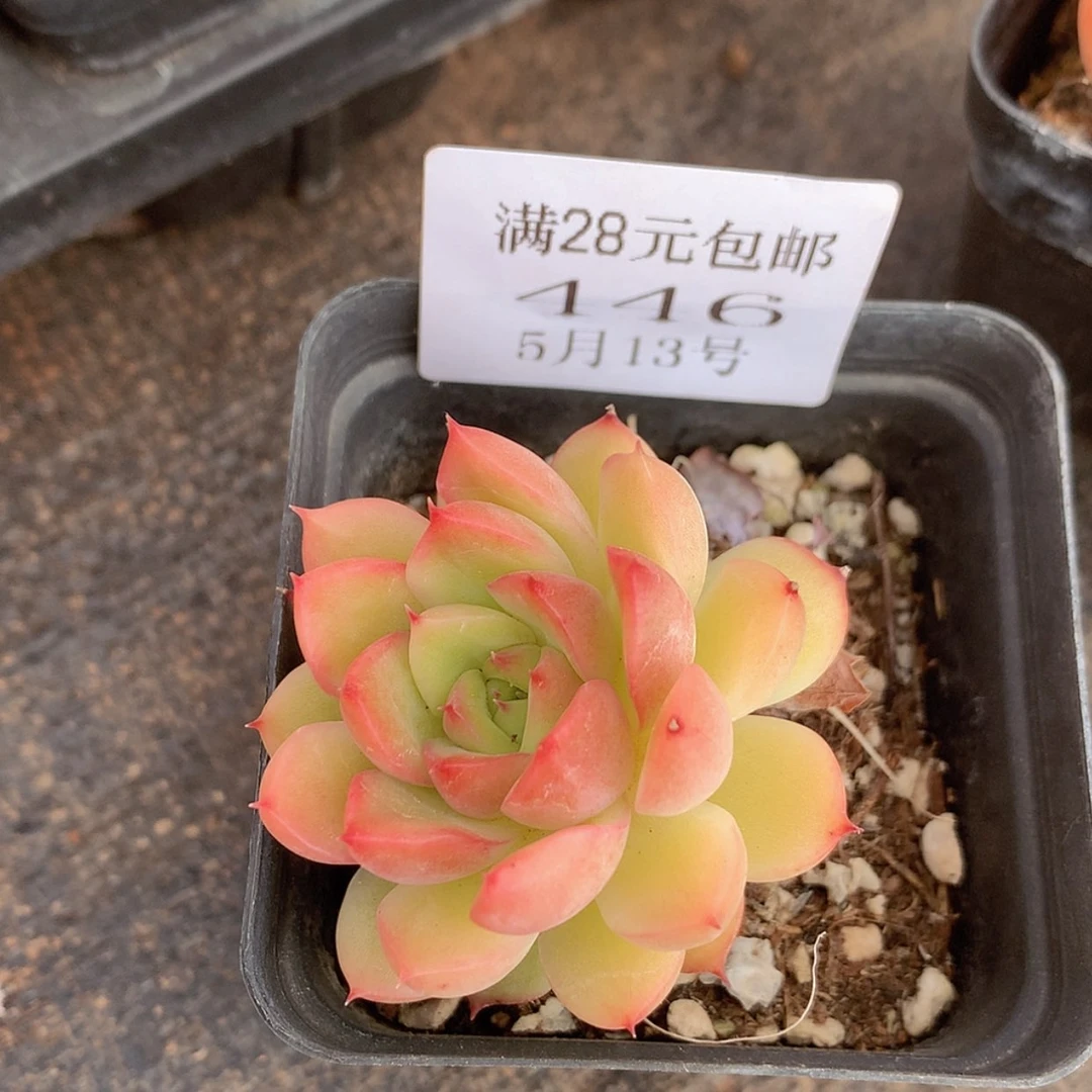 【闪购商品】云446号