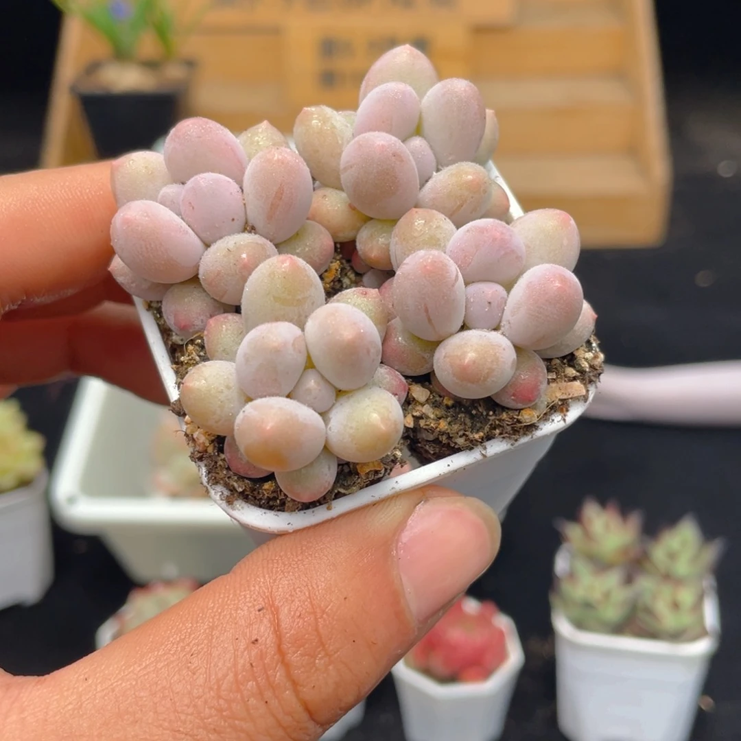 1颗汤圆小苗多肉9.9包邮发货