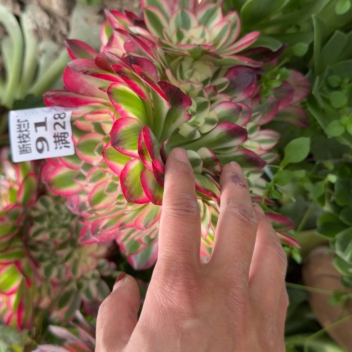 9102三号棚嫁接荔枝缀F