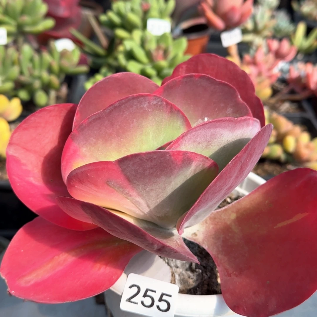 255号 一物一拍 一物一拍