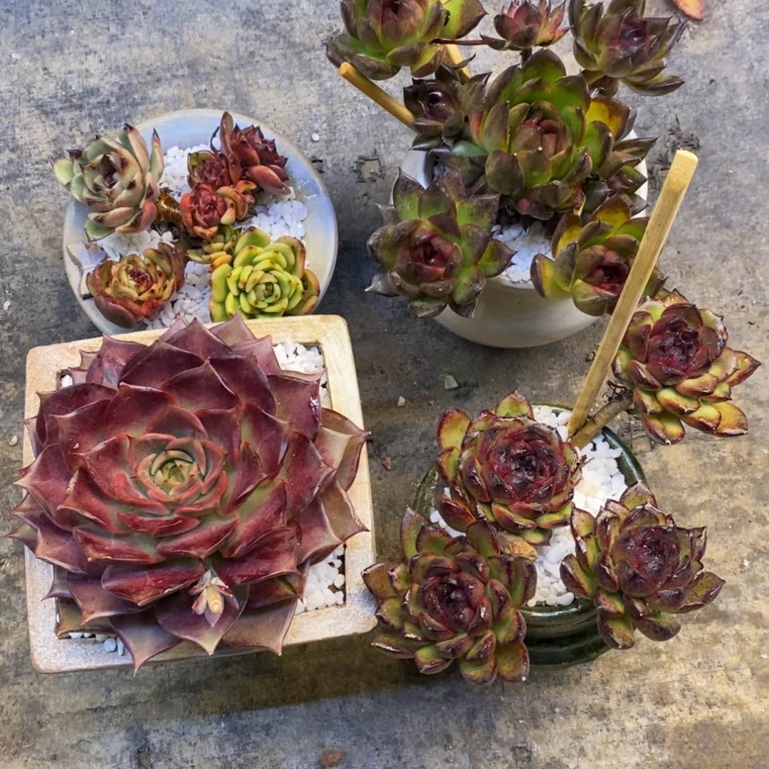 小***小火苗四颗组多肉植物盆栽