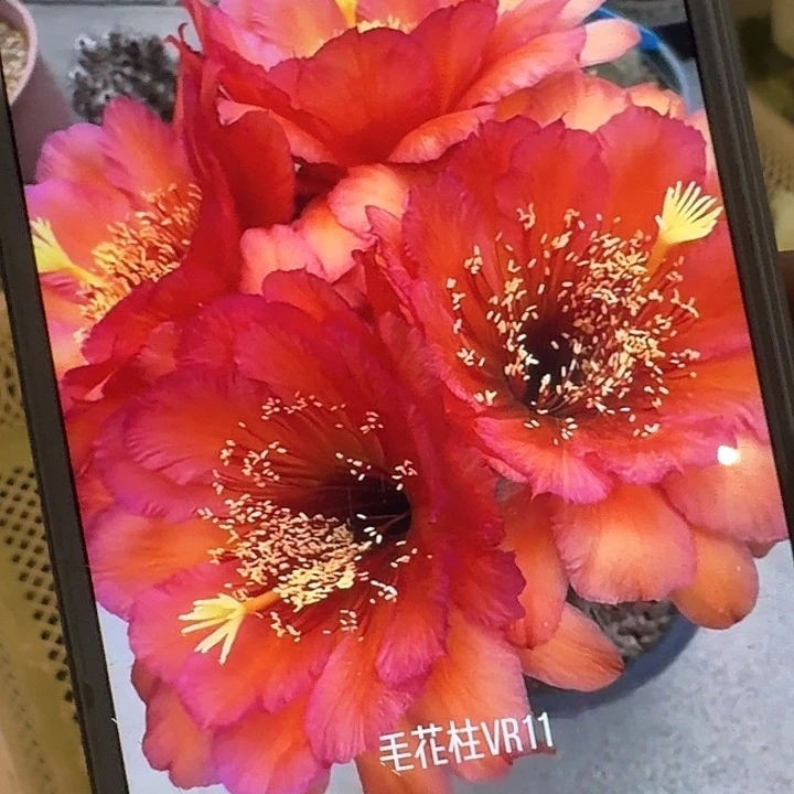 vr11 侧芽5公分左右毛花柱（20包邮）