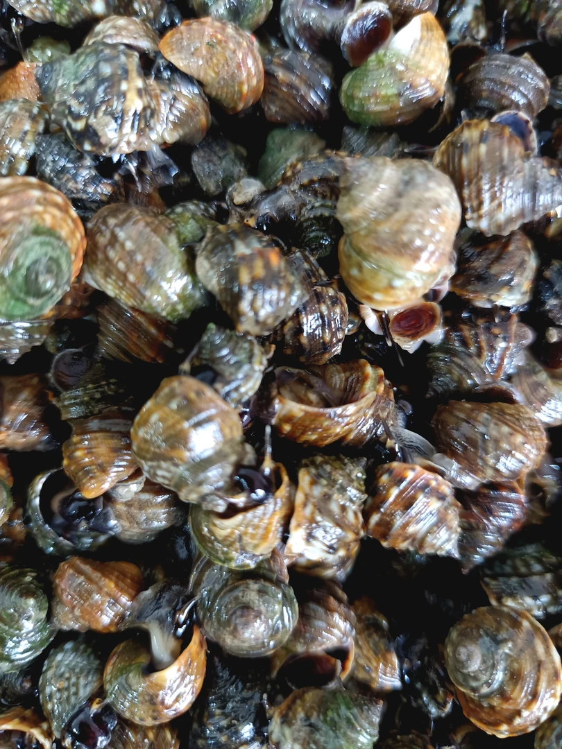 青岛田横岛海边野生香螺晒不死4斤（野生嫌小勿拍）有5%左右掉水