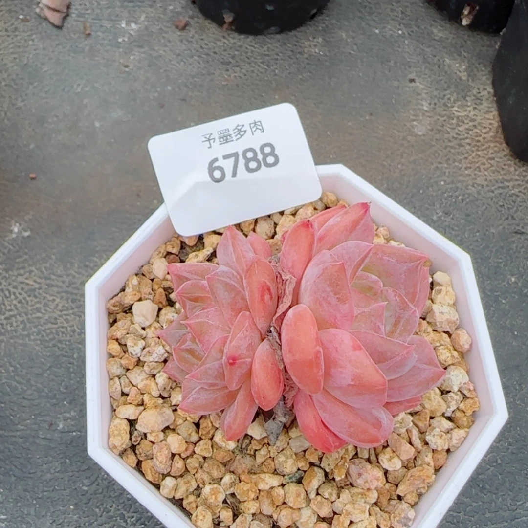 雪魄，6788多肉植物