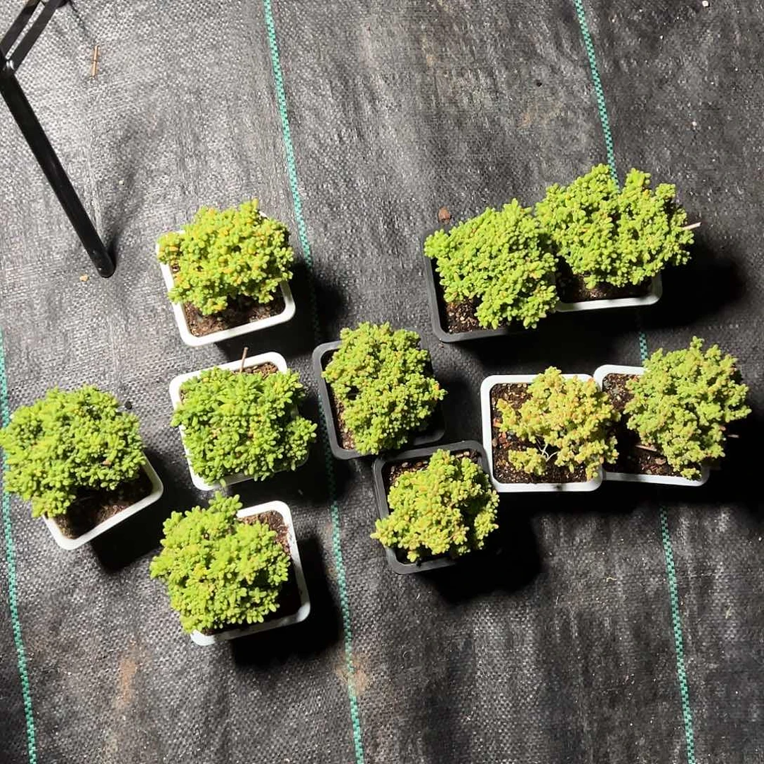 蜜橘老桩10方盆精品