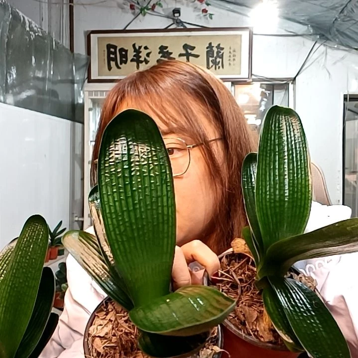 @泰康金饰福利花两个35