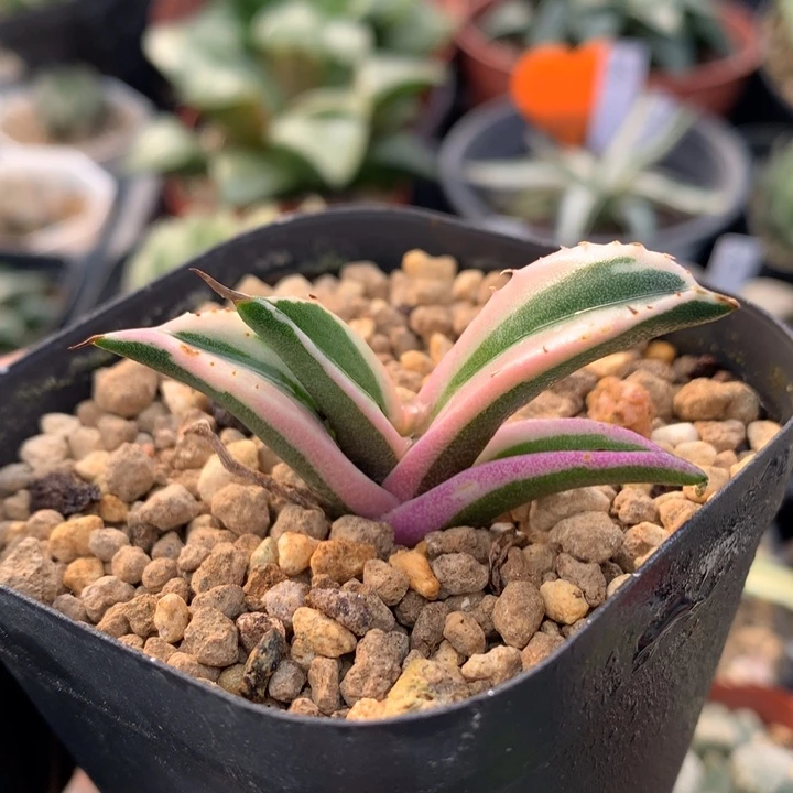 龙舌兰龅牙锦，带盆发货