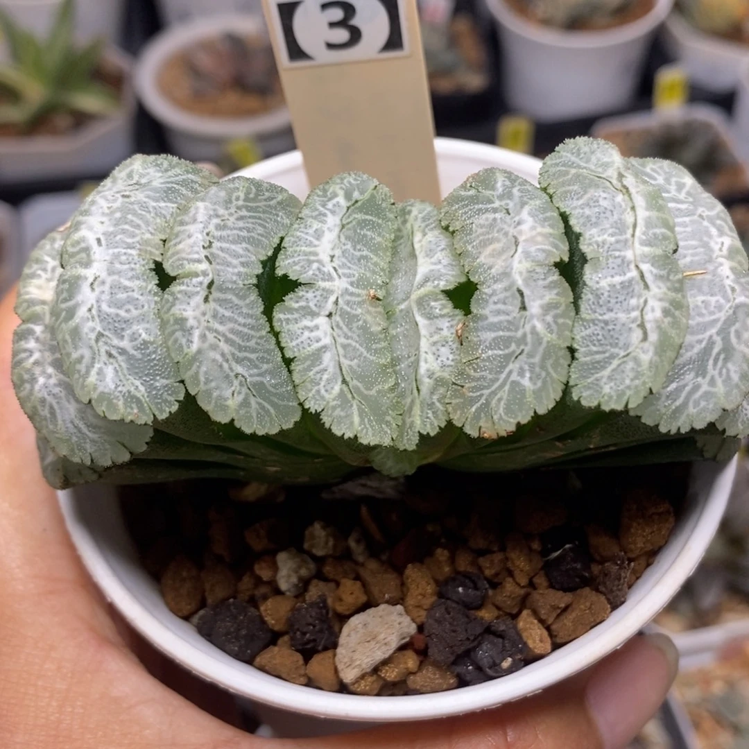 69虞姬玉扇一物一拍