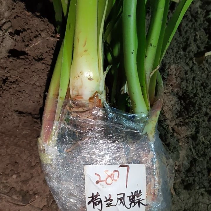 汽***桃无花朵荷兰凤蝶  2807