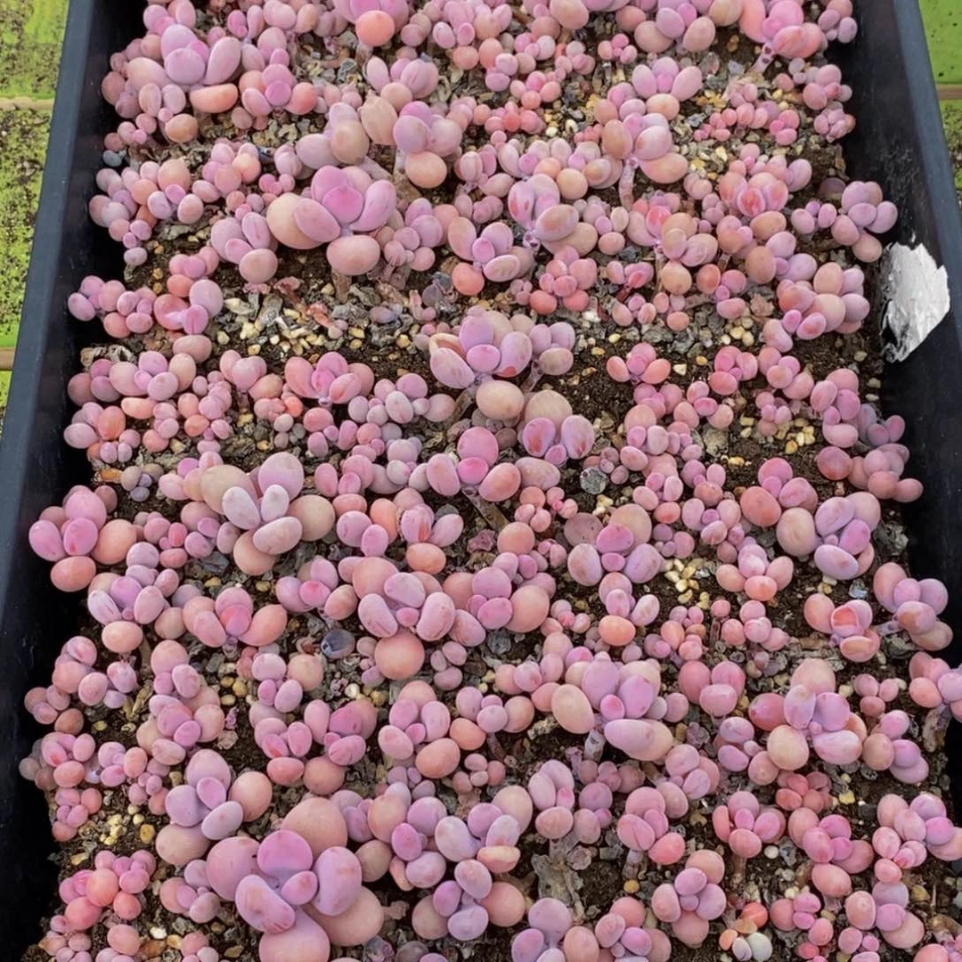 361多肉植物保护研究所所长