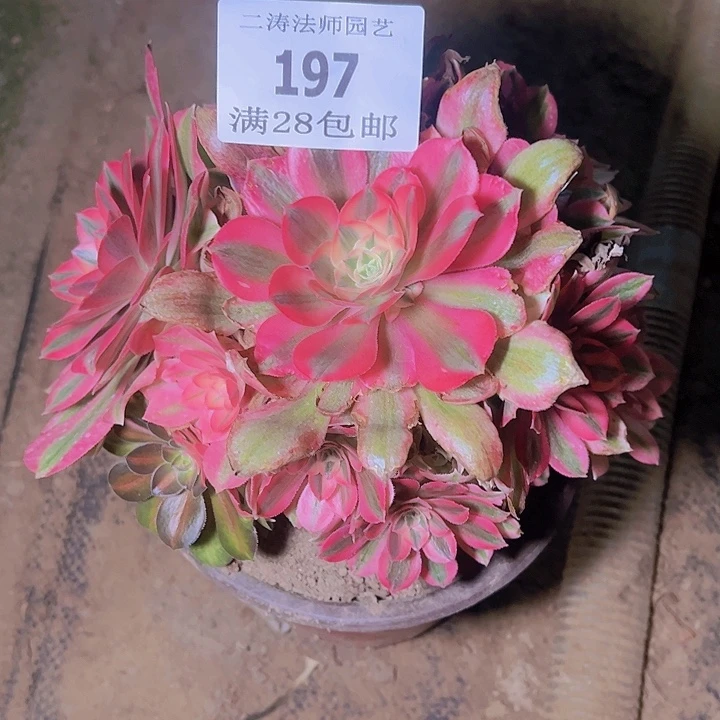 197粉女巫多肉植物老桩