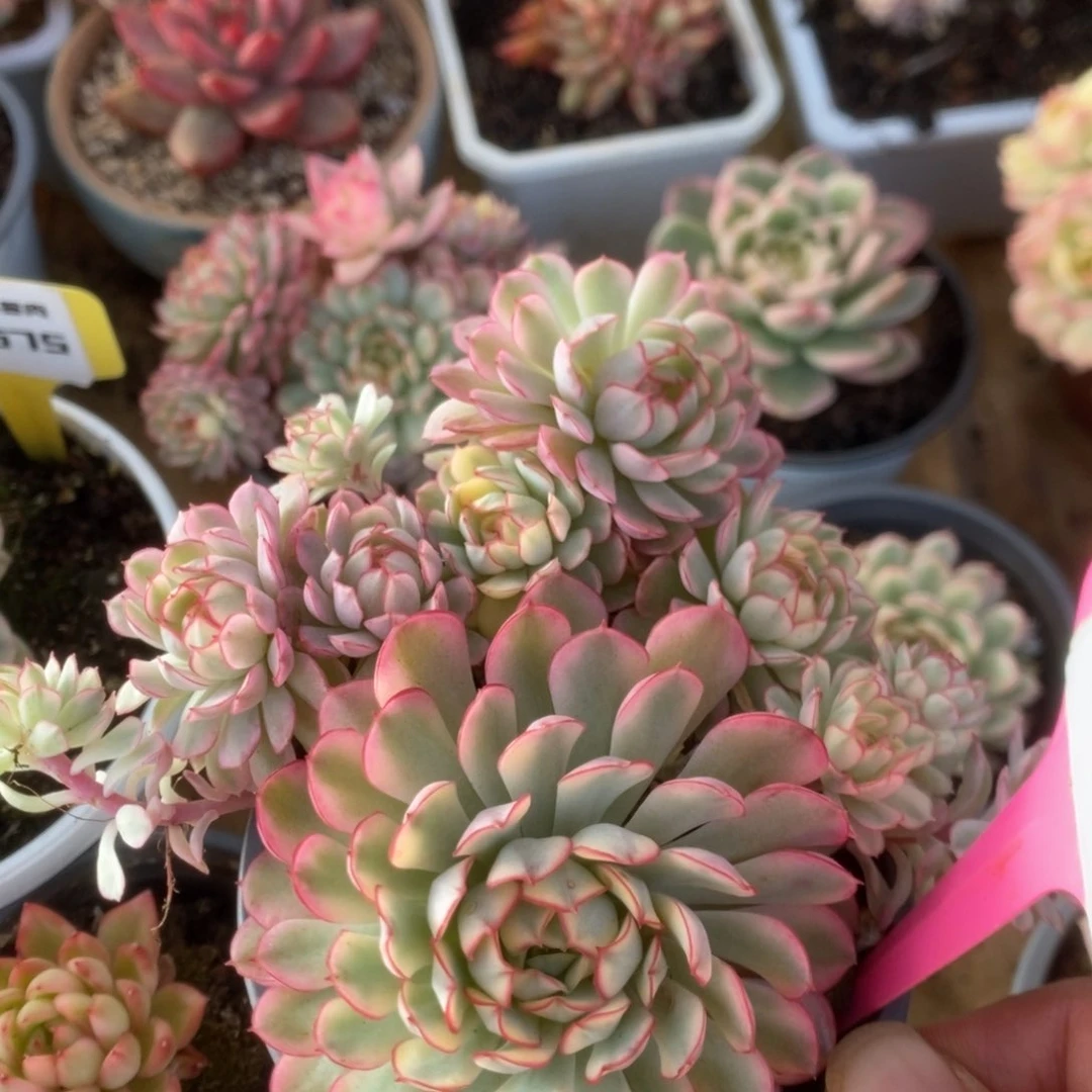 668黄覆轮梦幻玫瑰锦锦锦锦锦锦