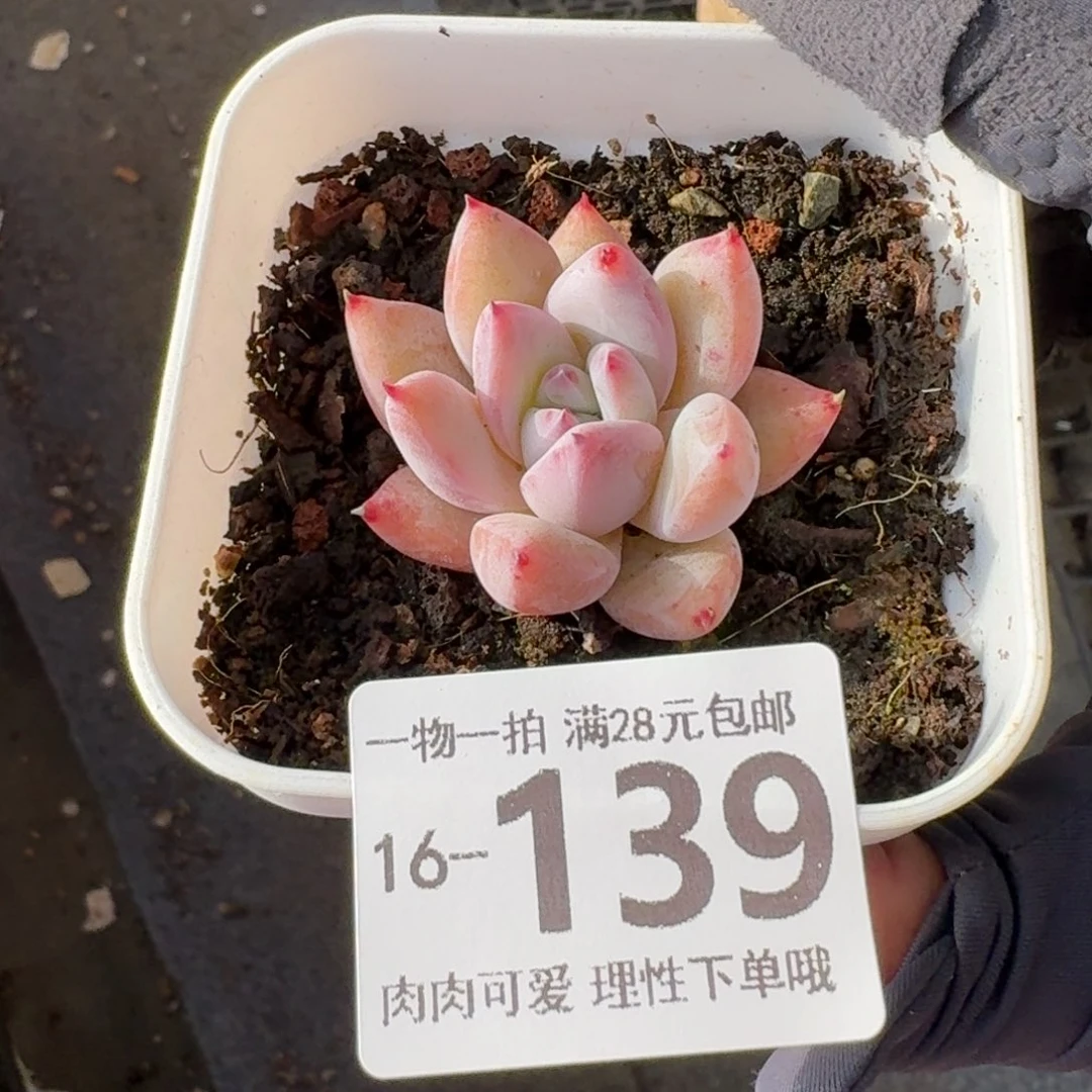 祖母绿无盆土发货无