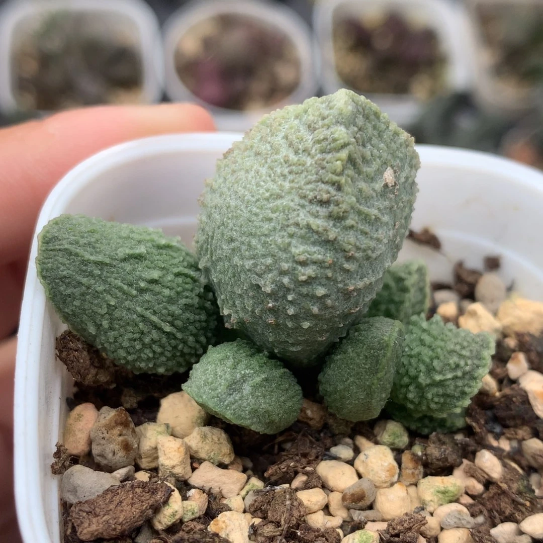 绿帝王 一物一拍包邮