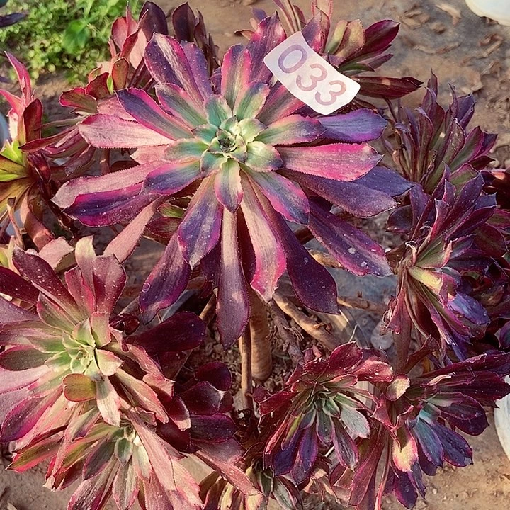 蕾丝雪姬朵朵33多肉不包断