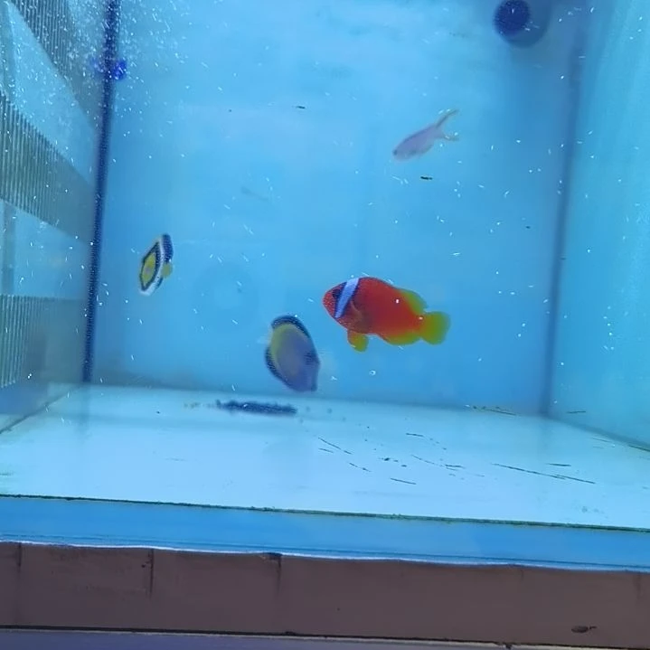 开口颗粒5+番茄海水鱼