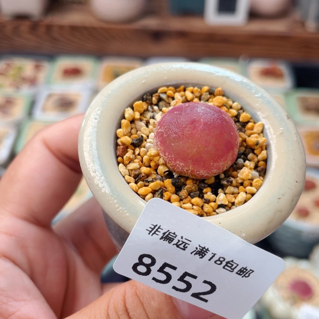无花朵9552--一物一拍 带盆