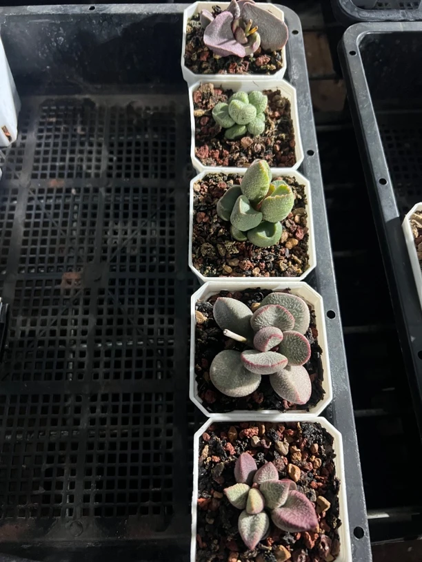 黑岩水泡多肉植物