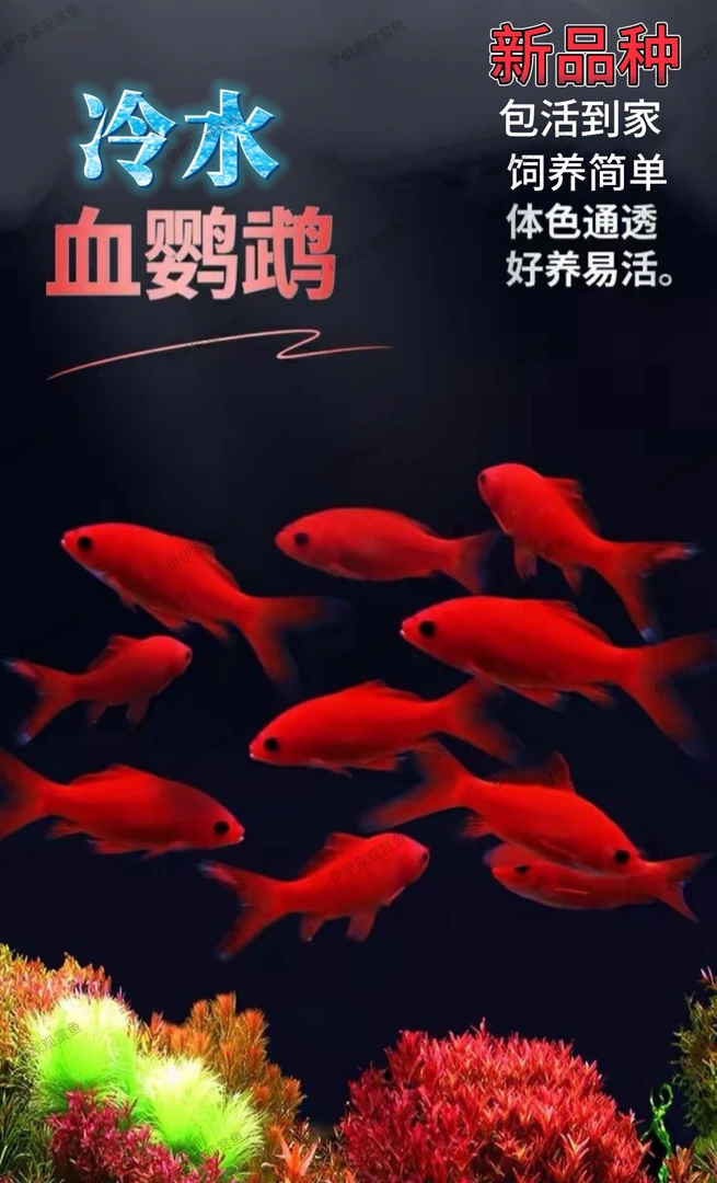 新品种冷水鹦鹉鱼好养耐活淡水招财观赏鱼