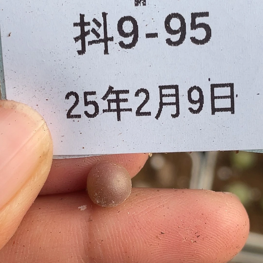 9-95紫葡萄多肉植物