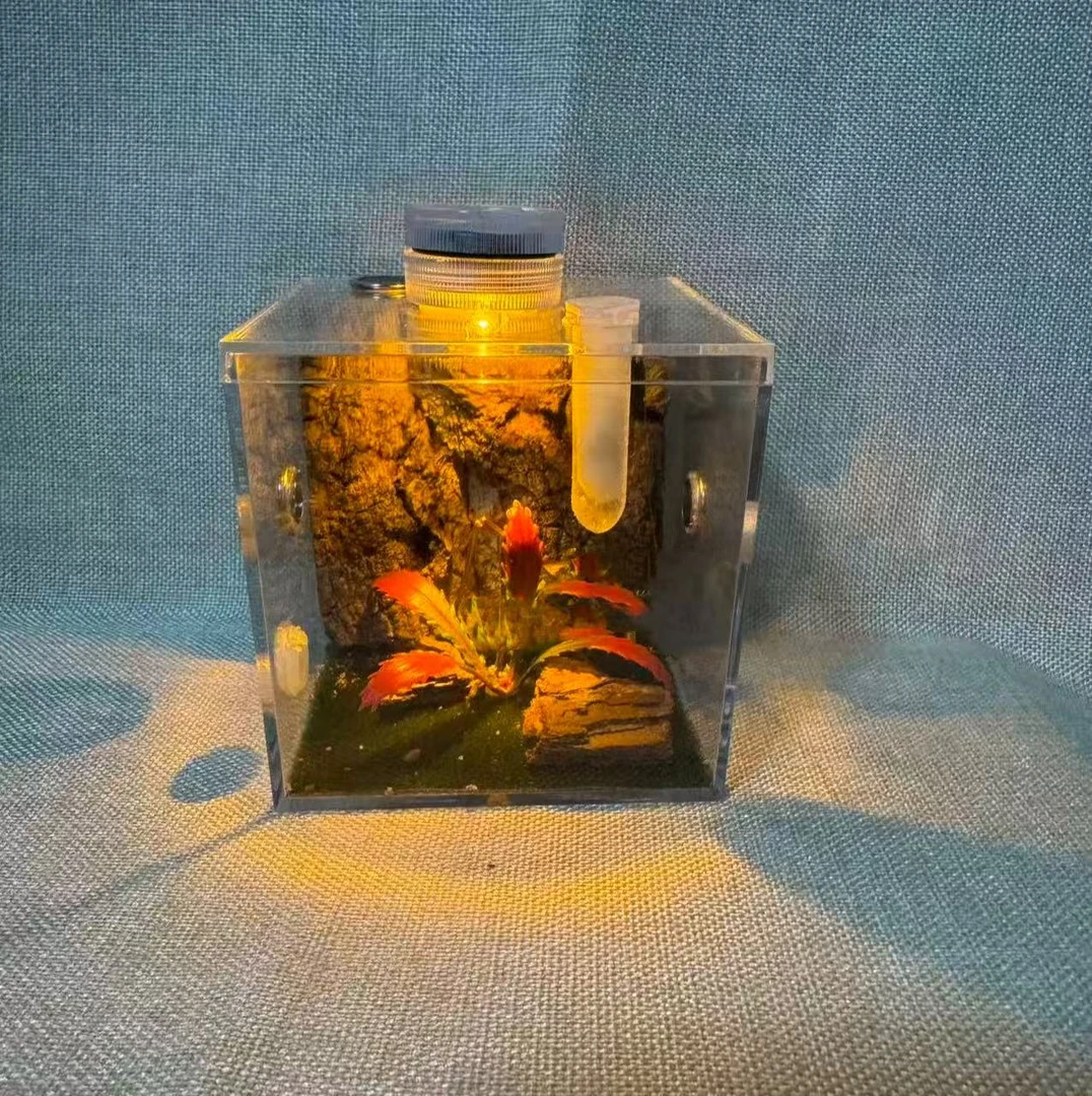 单独一个8.5×8.5鸣虫生态盒（顺丰包邮  偏远地区不包邮）