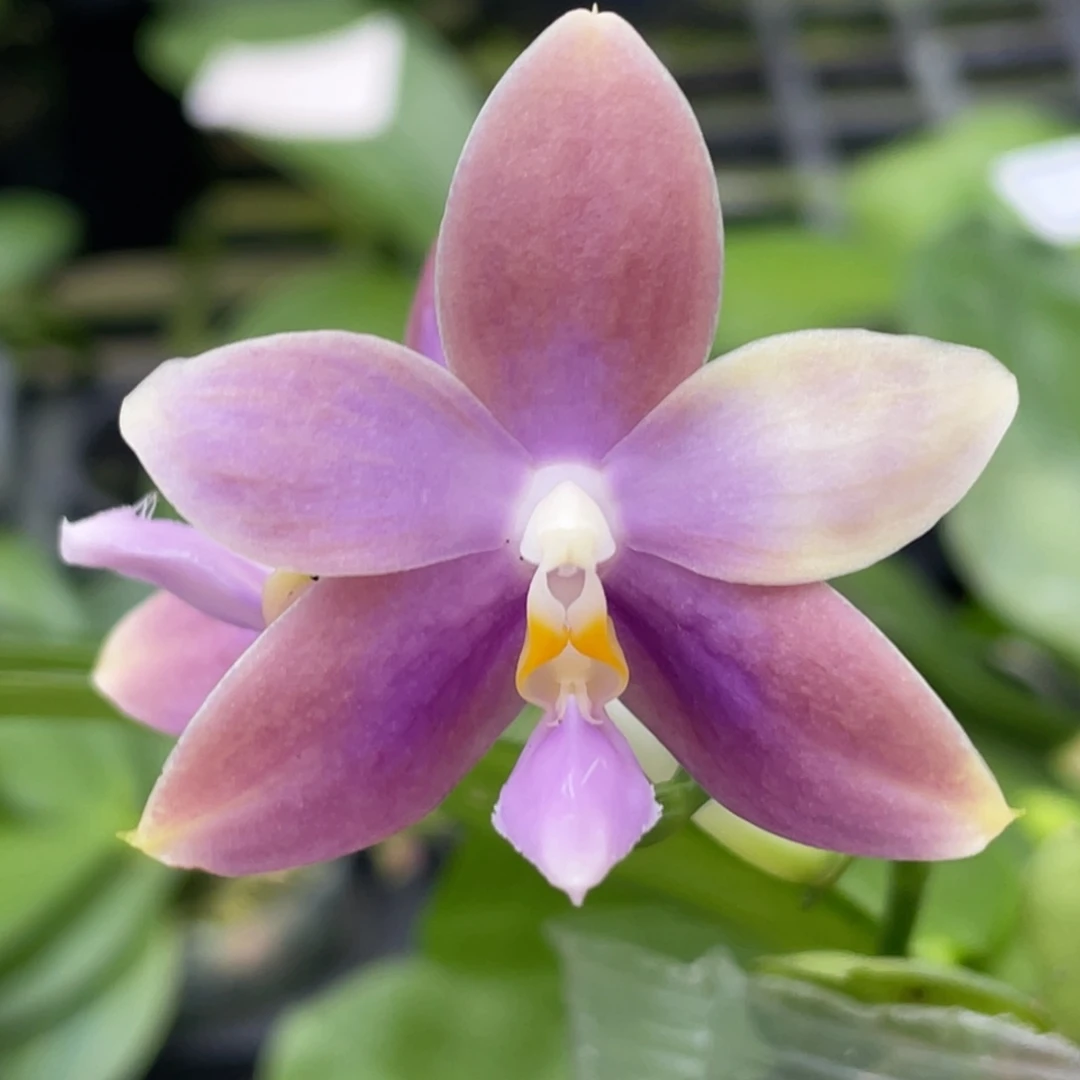 当前无花栽培后可以开花