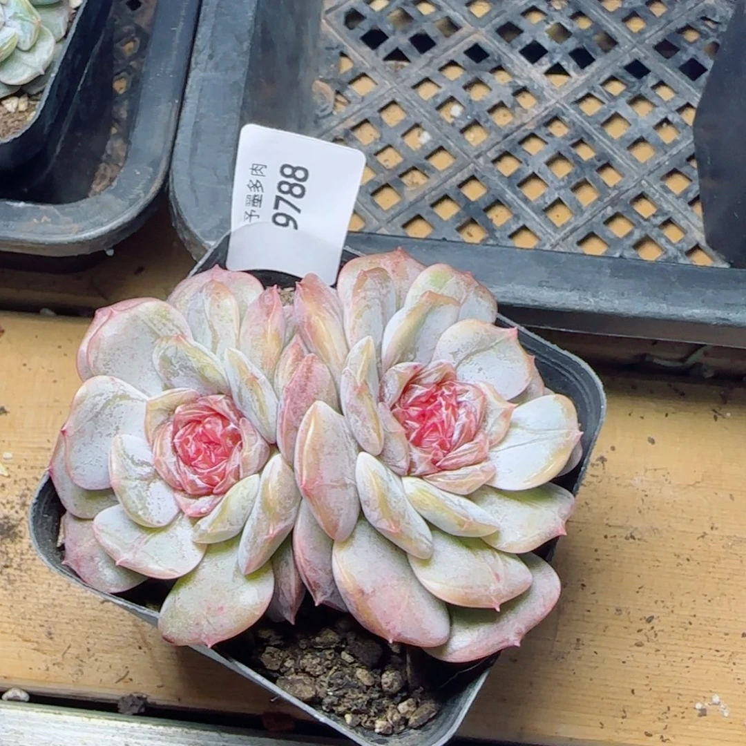 宫花，9788多肉植物