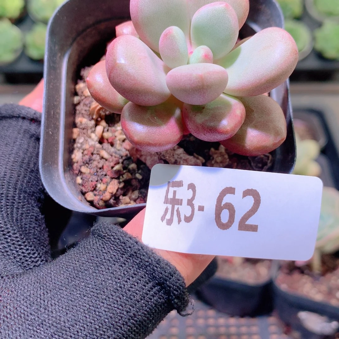 乐然 3-62 先锋派