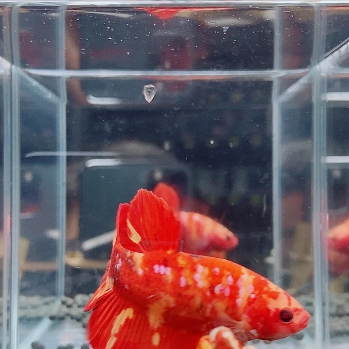 斗鱼黑67号巨斗将军