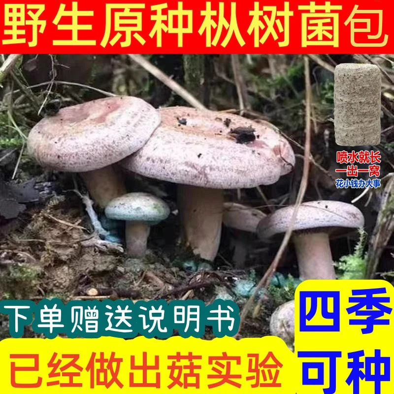 【只发菌包 不发种子】乌枞菌松树菌菌包室外种植花盆阳台四季可种
