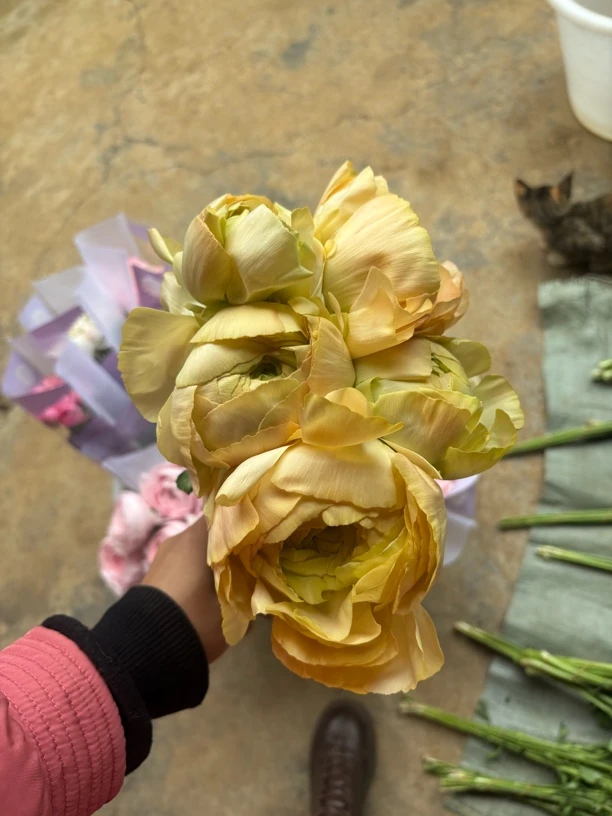 【花甜悦夏优选】大头香槟洋牡丹（一支不售后3个冷链4个空运）