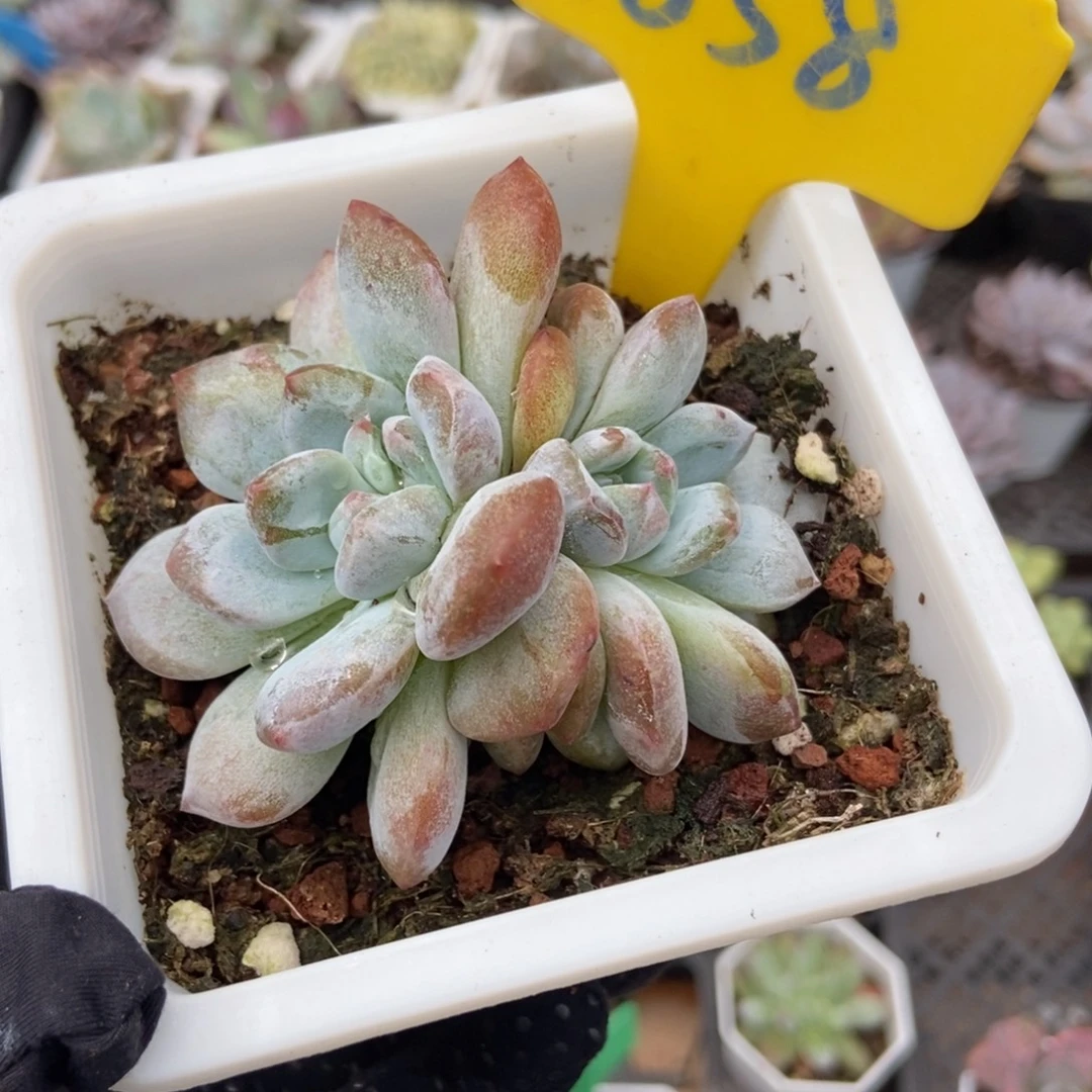 858星影石化多肉植物保护