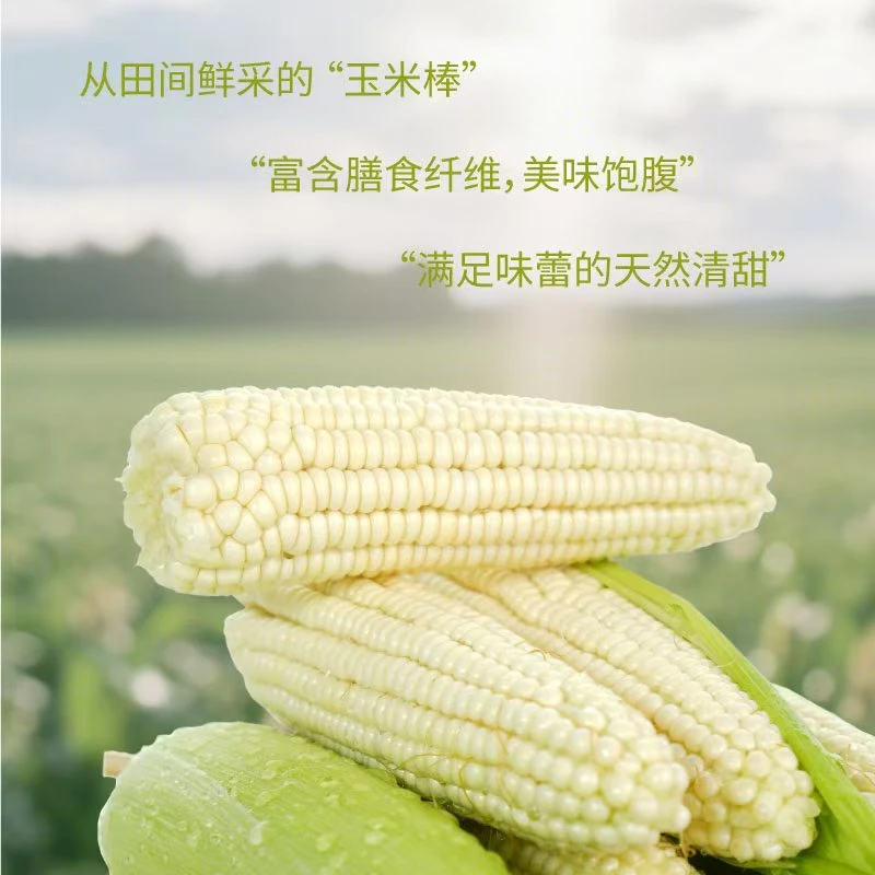 贵州龙里县洗马镇香糯玉米新鲜香甜白糯玉米带皮现摘软糯可口