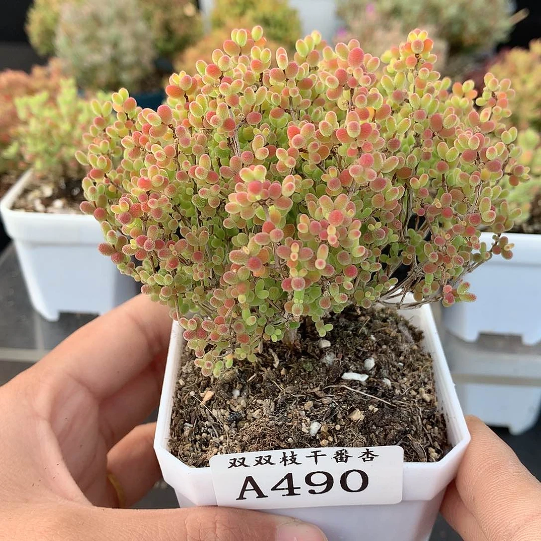 490蜜橘。