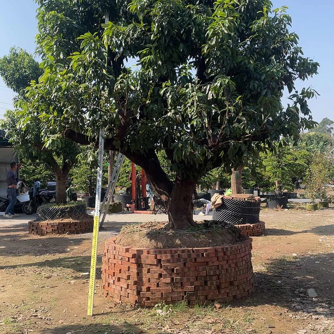 年***余完全开放果树果树果树11111111111