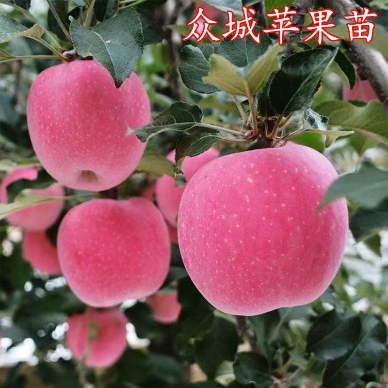 众成一号苹果树苖新品种苹果苗嫁接南方北方种植盆栽地栽