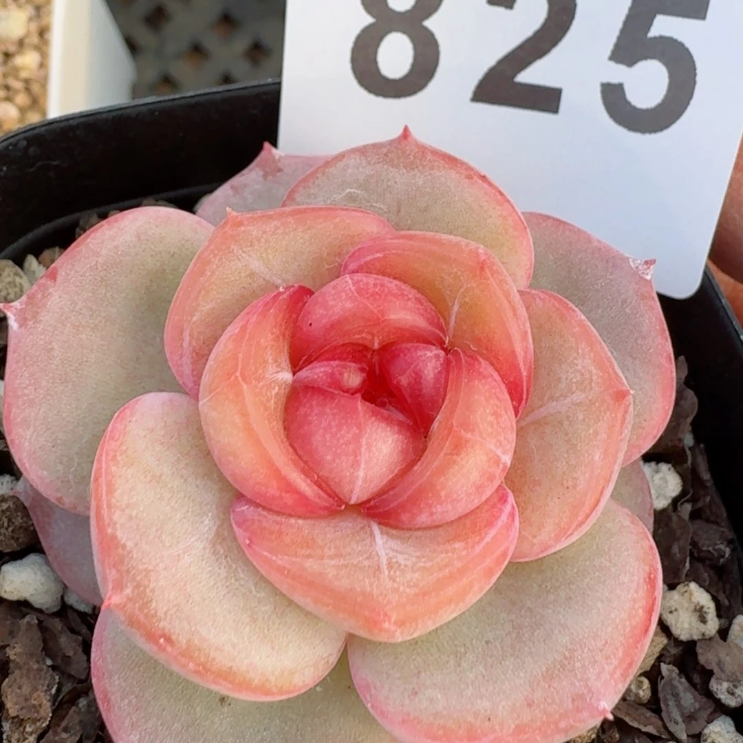 桃花梦珍妮         精品多肉